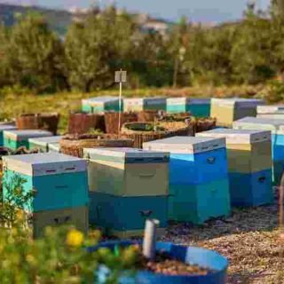 compressed_Beekeeping 3 - Kokkiadis Honey Farm