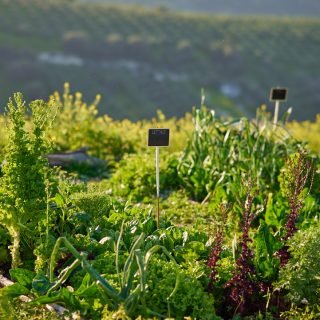 Αντίγραφο του LYM_5298 - Kokkiadis Honey Farm