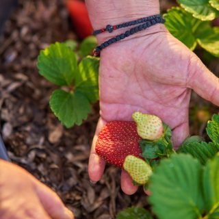 Αντίγραφο του LYM_5411 - Kokkiadis Honey Farm (1)